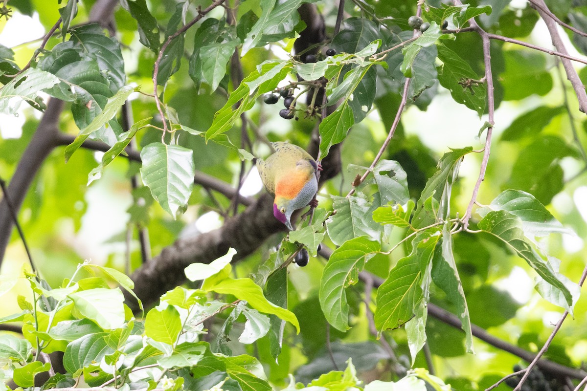 Superb Fruit-Dove - ML539552141