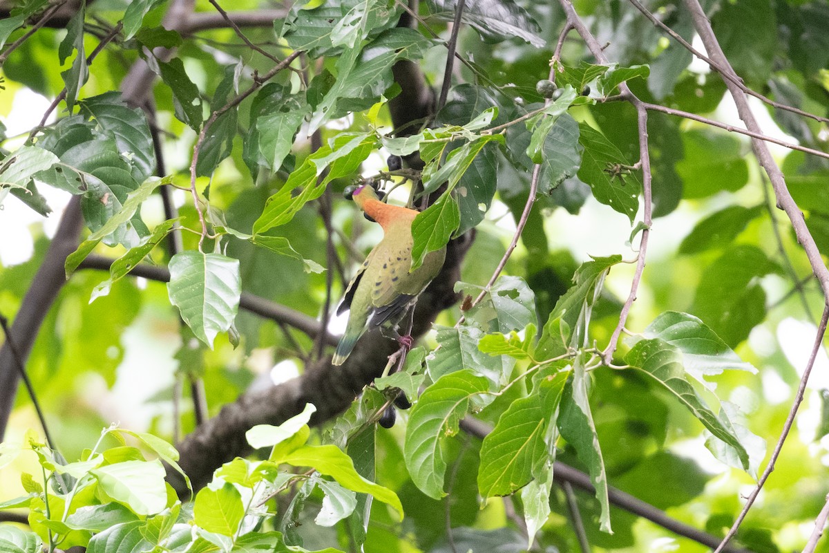 Superb Fruit-Dove - ML539552201