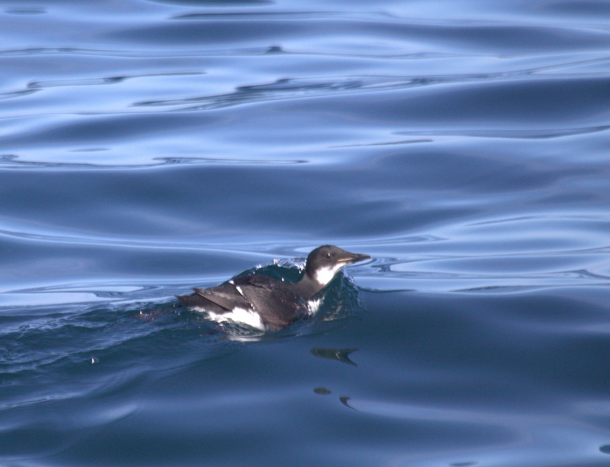 Thick-billed Murre - ML539552521