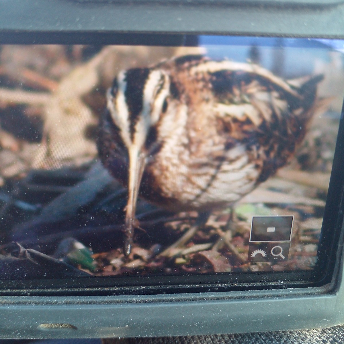 Jack Snipe - ML539552841