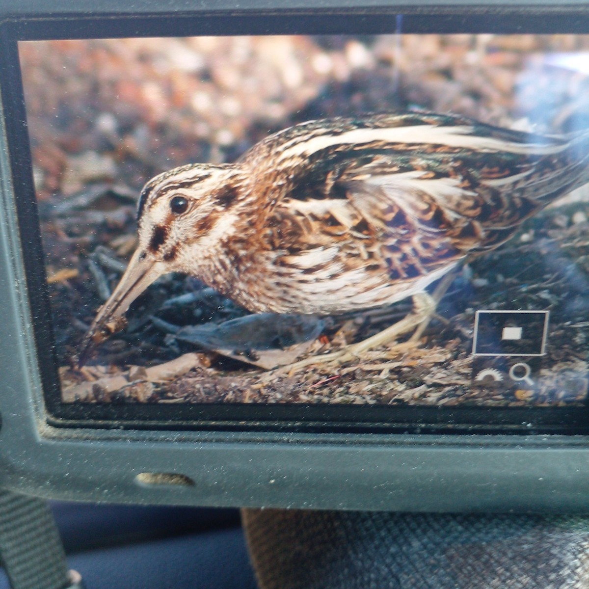 Jack Snipe - ML539552851