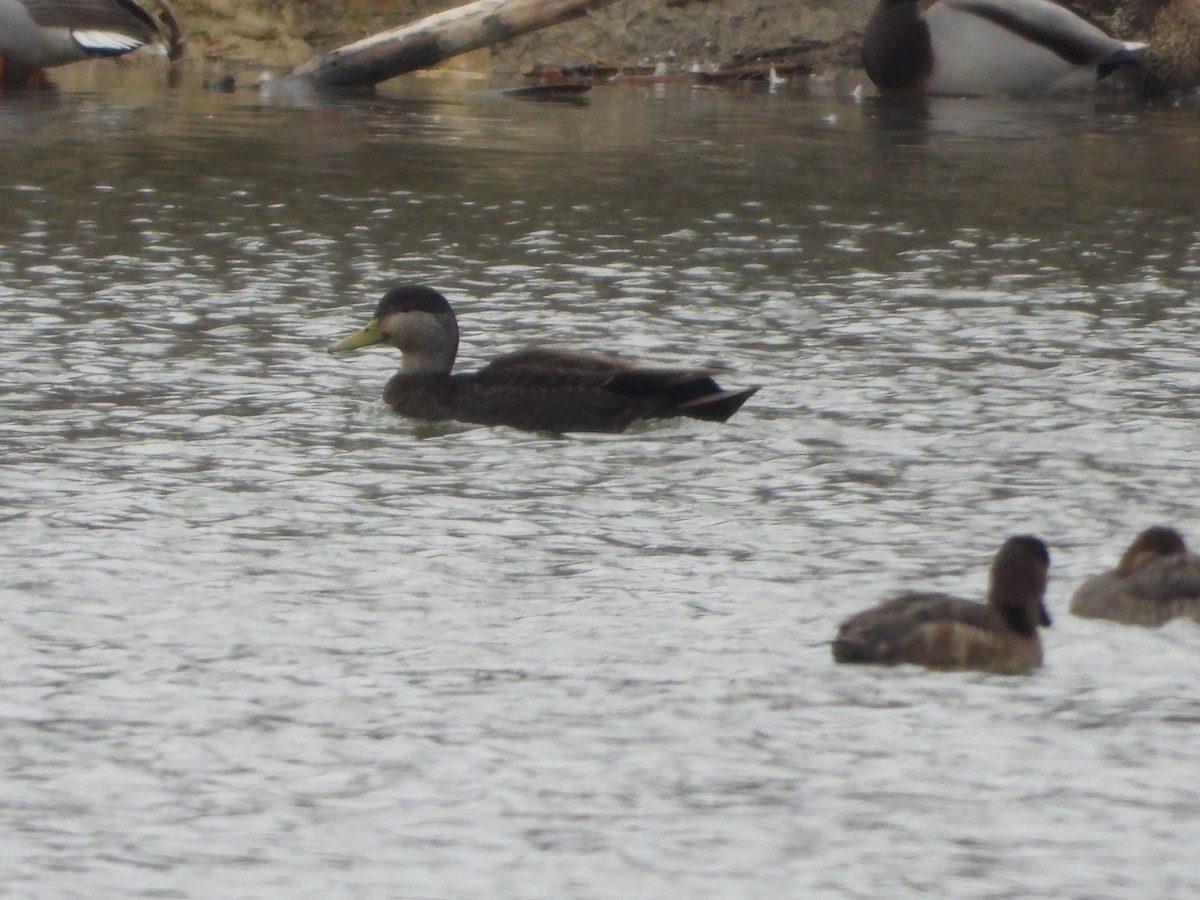 Canard noir - ML539555441