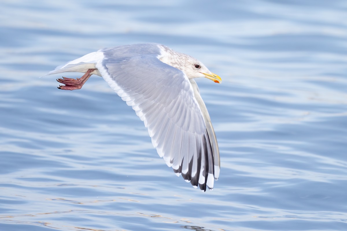 Iceland Gull (Thayer's) - ML539555961