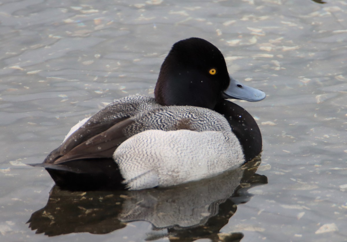 Lesser Scaup - Daniel Donnecke