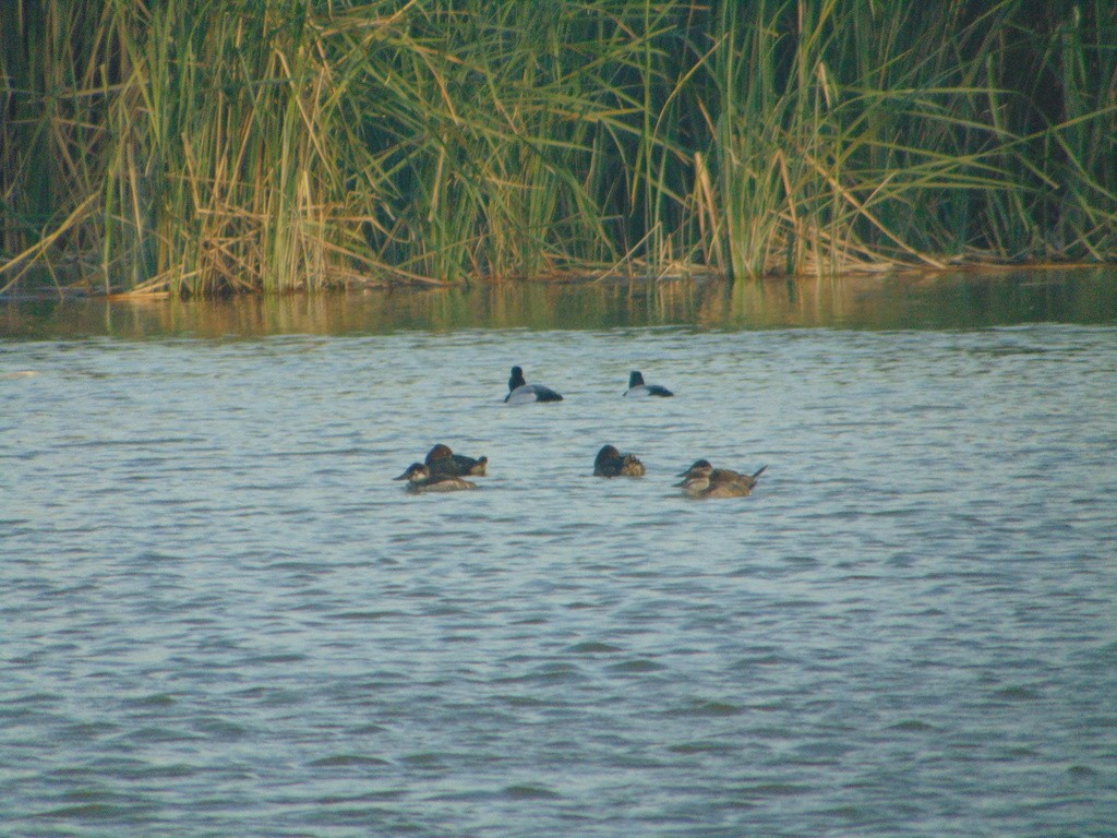 Ruddy Duck - Lalo iván