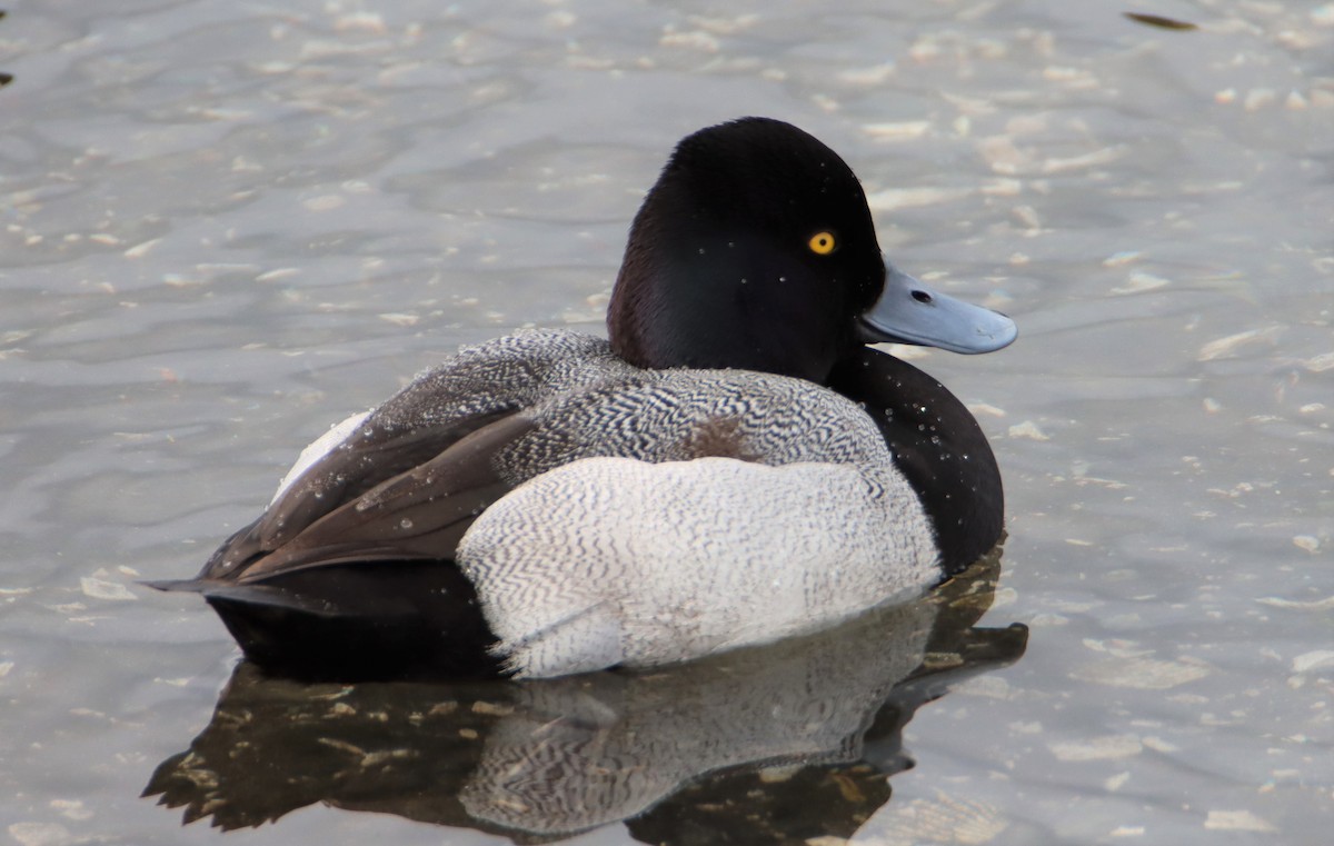 Lesser Scaup - ML539556571