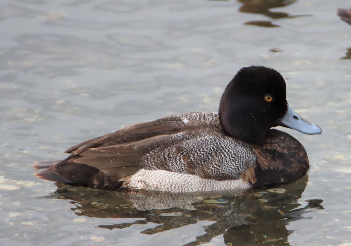 Lesser Scaup - ML539556611