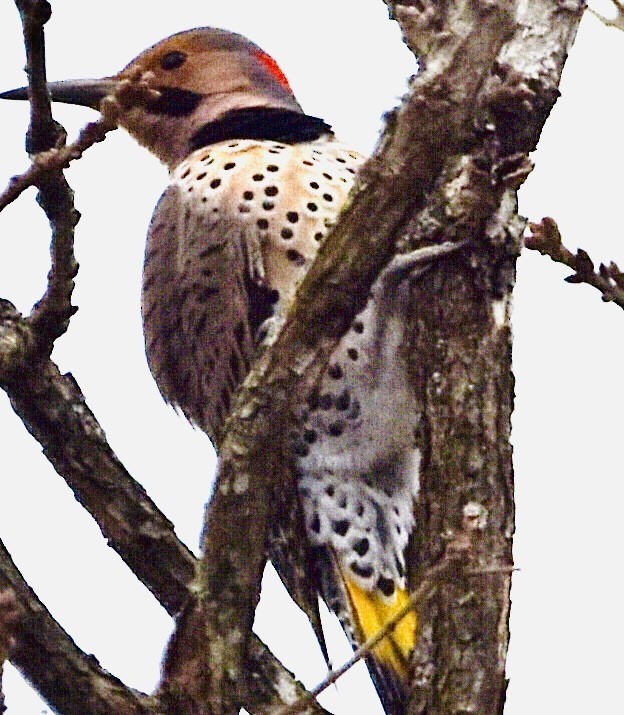 Northern Flicker - ML539557031