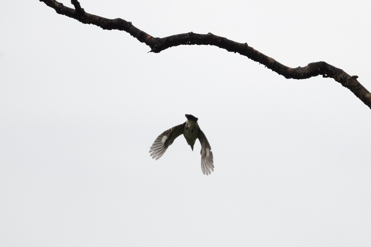 Forest Kingfisher - John C. Mittermeier