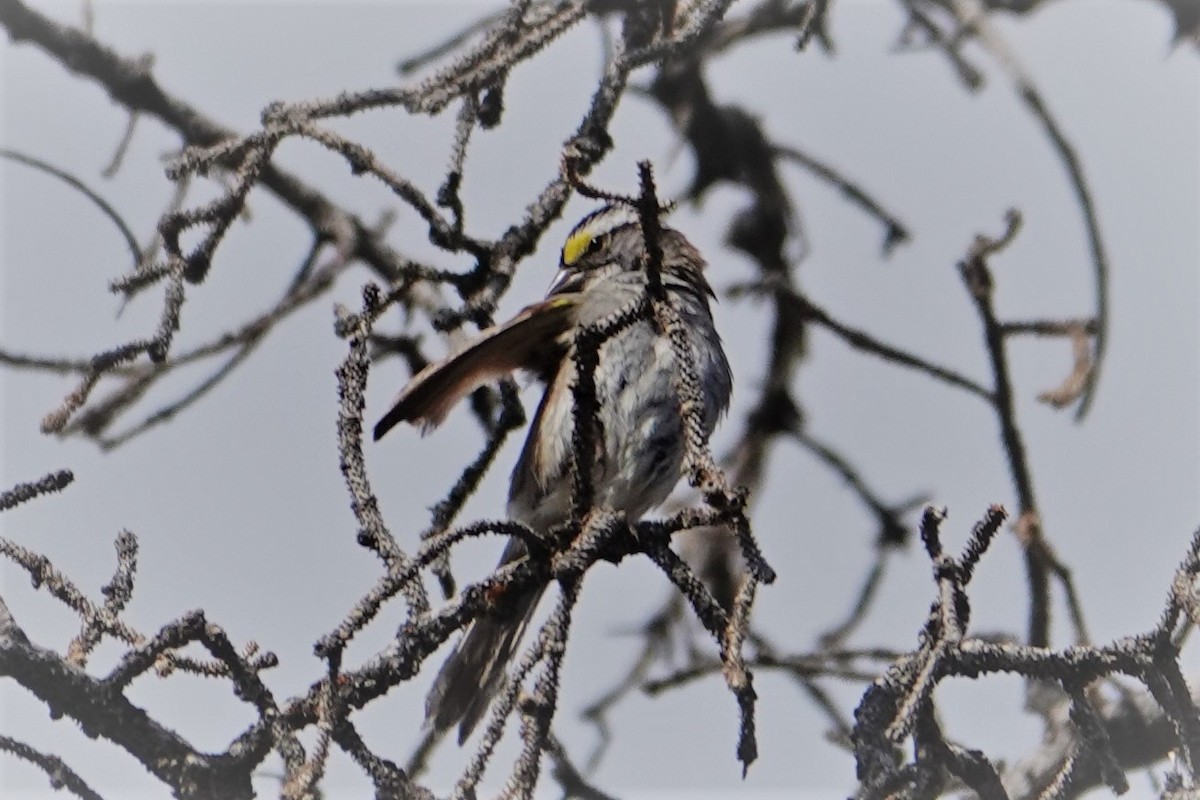White-throated Sparrow - ML539558991