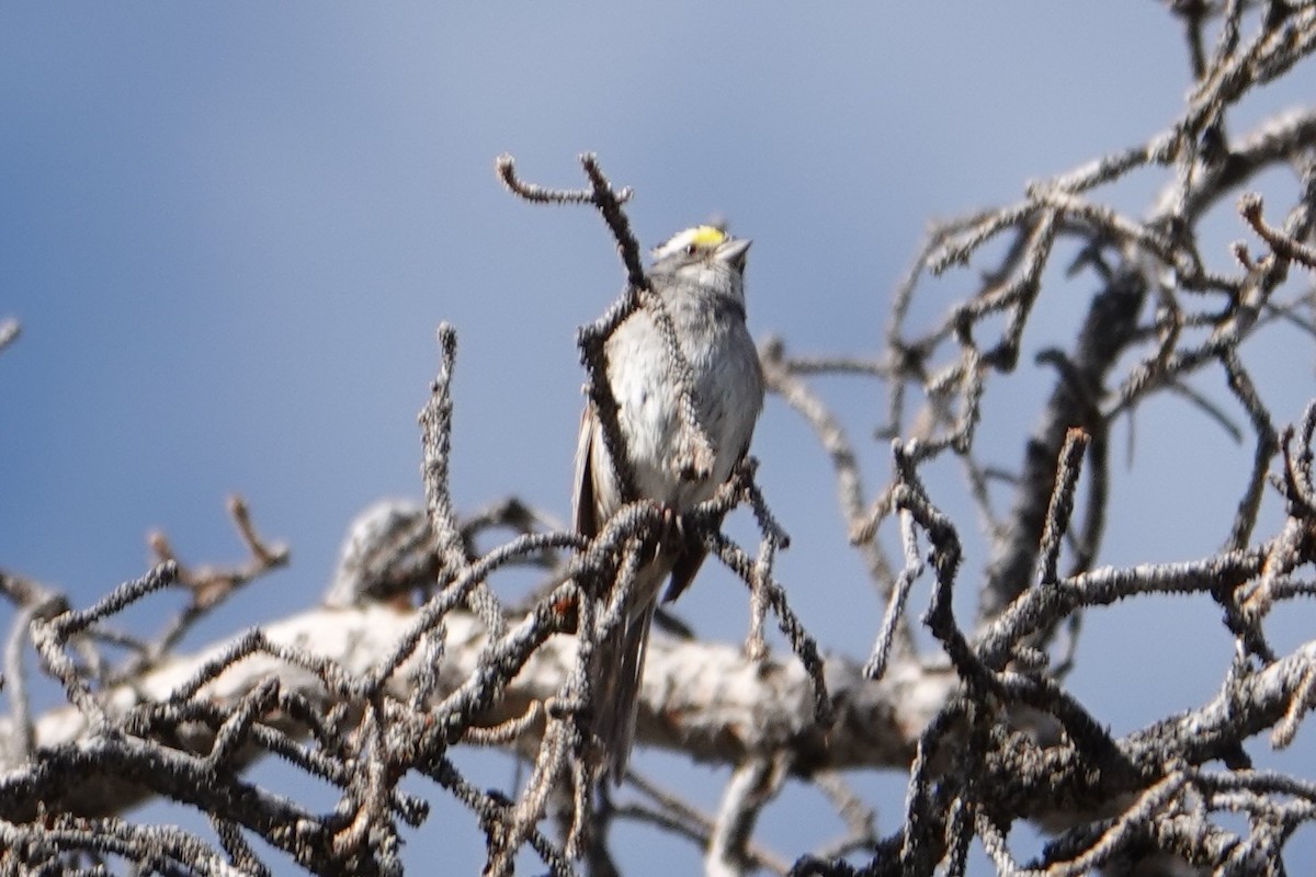 White-throated Sparrow - ML539559091