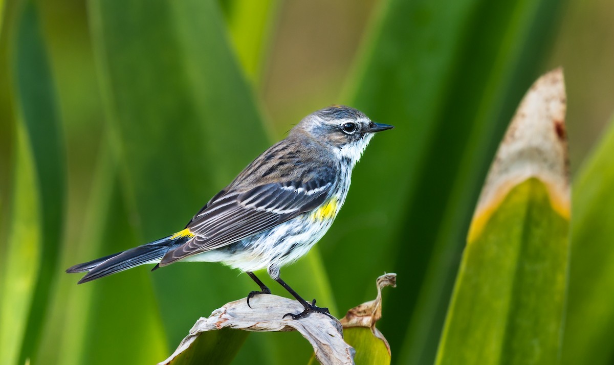 lesňáček žlutoskvrnný (ssp. coronata) - ML539559291