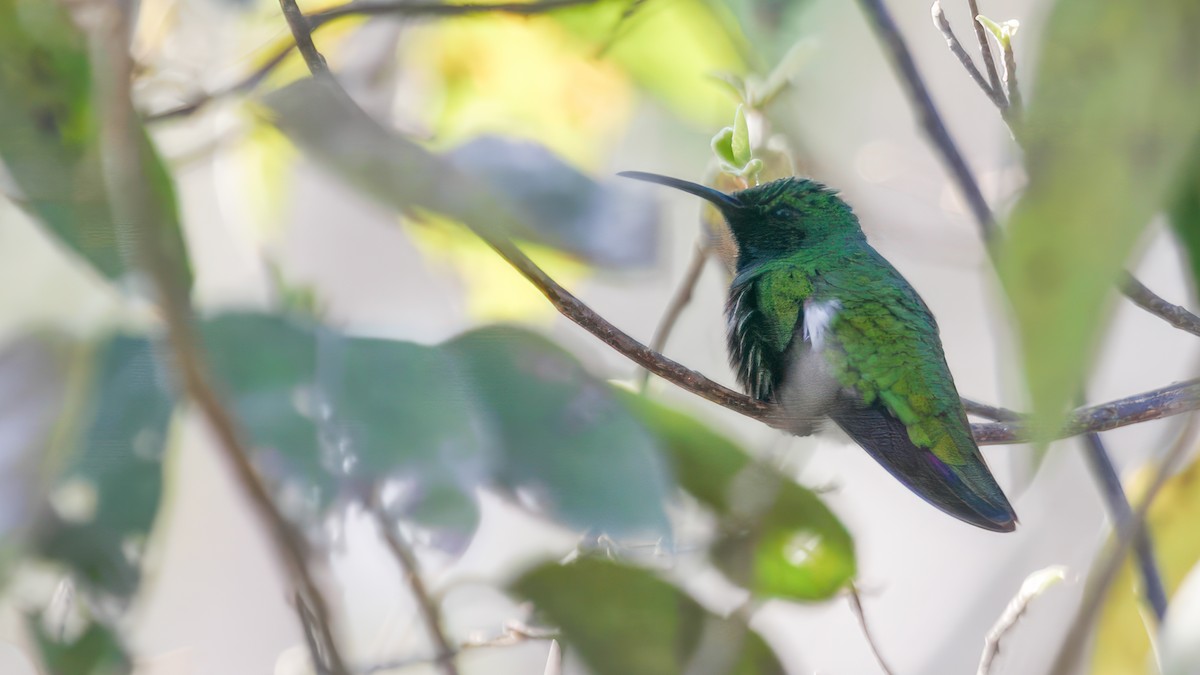 Green-breasted Mango - ML539559491