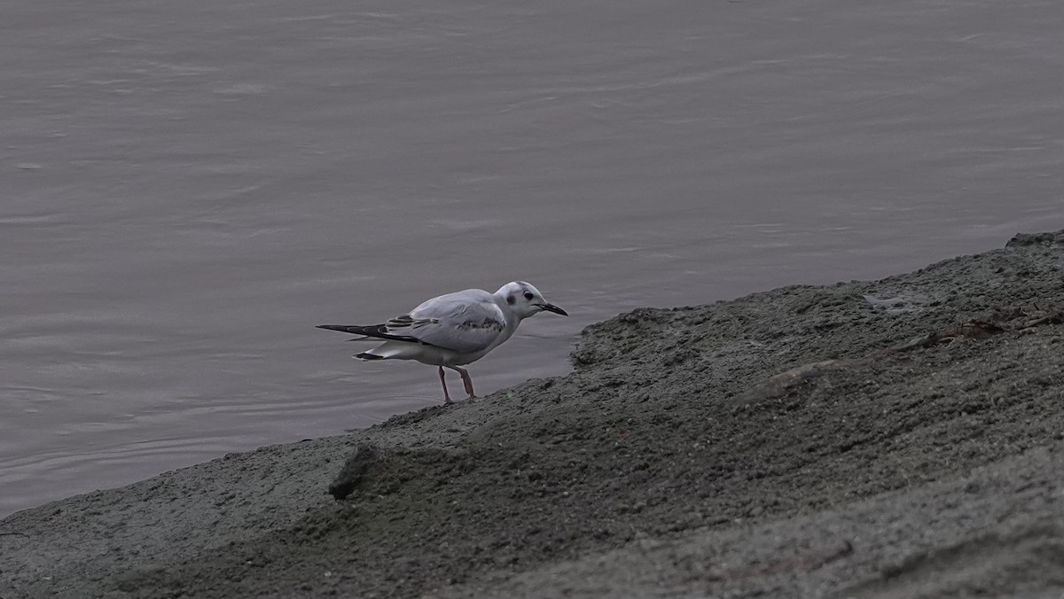 Bonaparte's Gull - chef Ito