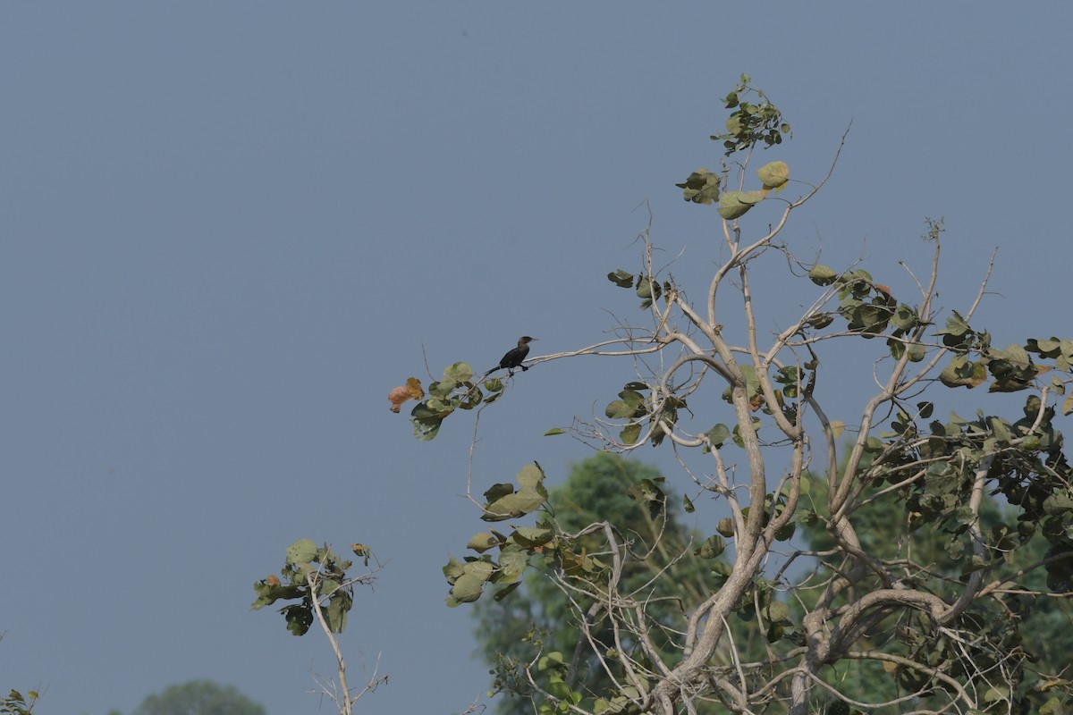 Indian Cormorant - Peter Allen