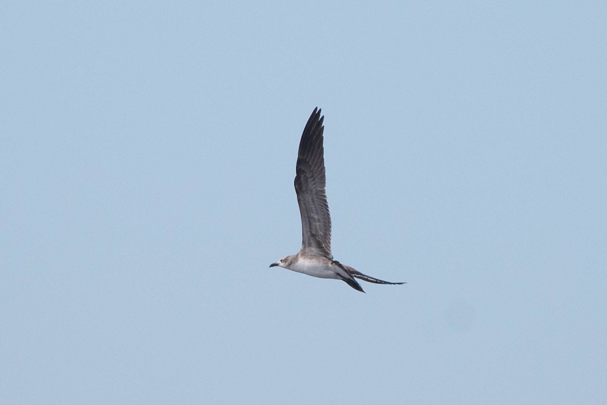 Gaviota Guanaguanare - ML539562561