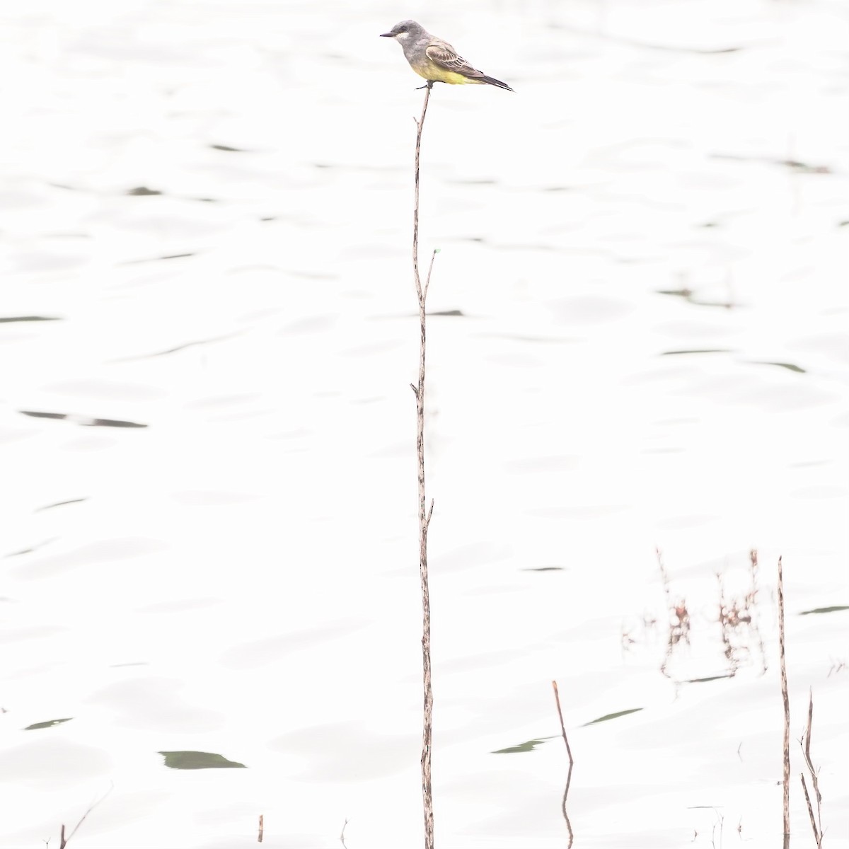 Cassin's Kingbird - ML539563461