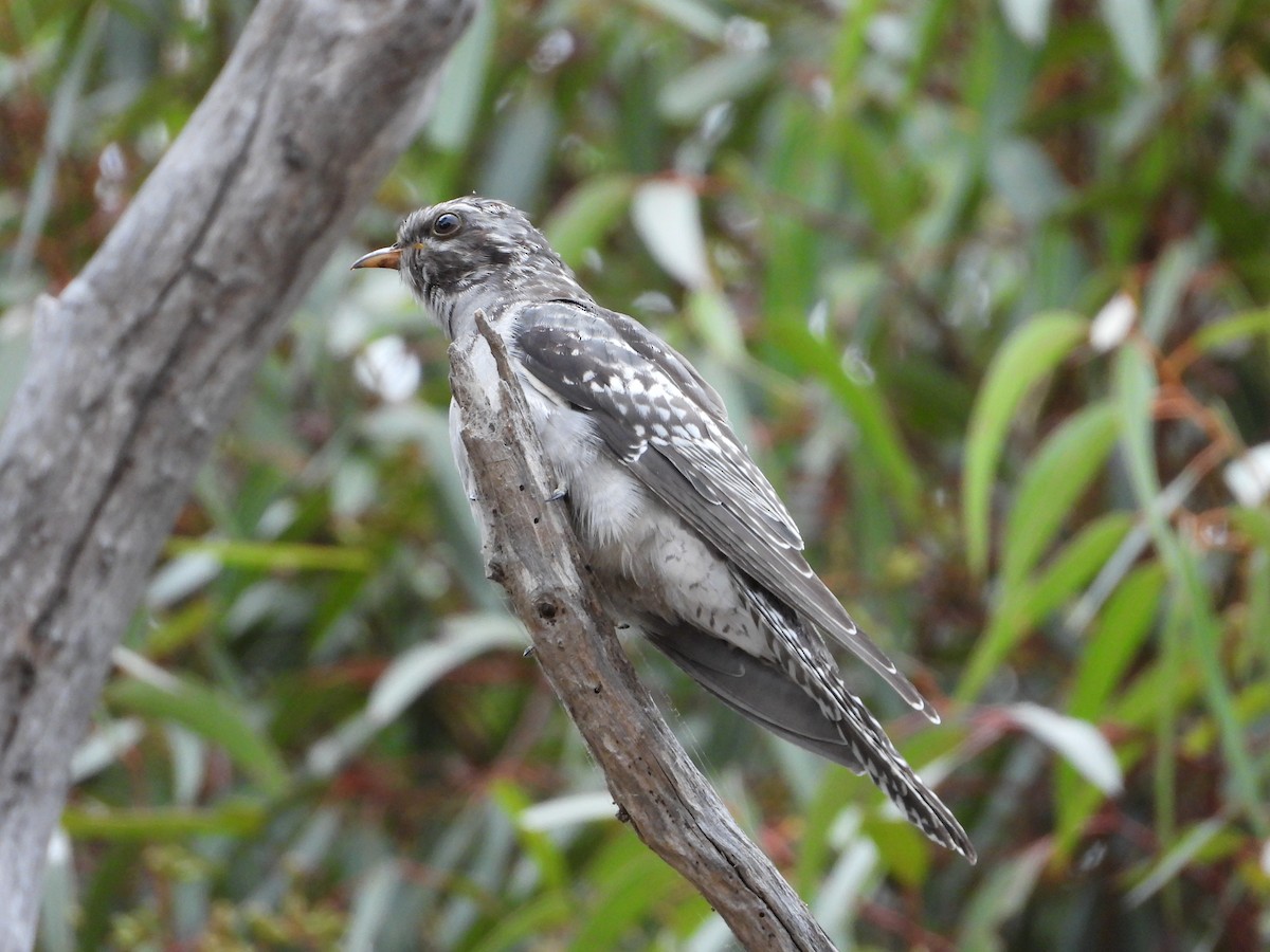 Pallid Cuckoo - ML539563681