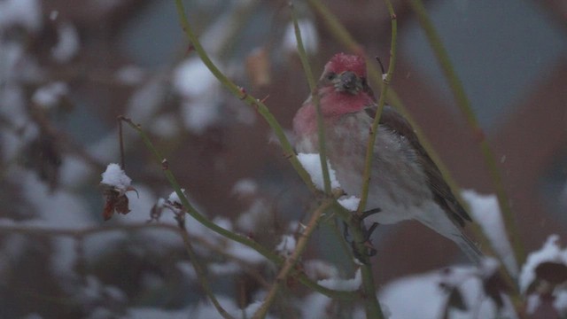 Purple Finch - ML539563791