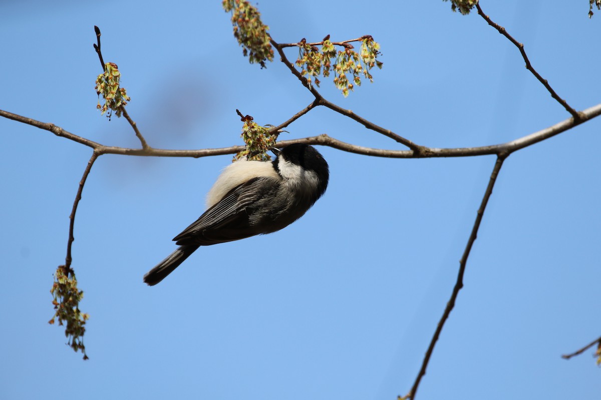 Carolina Chickadee - ML539564121