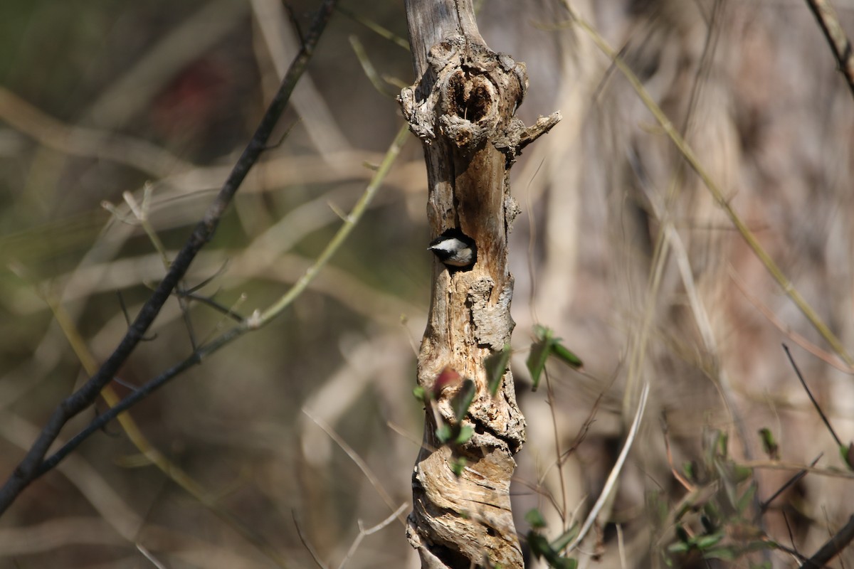 Carolina Chickadee - ML539564131