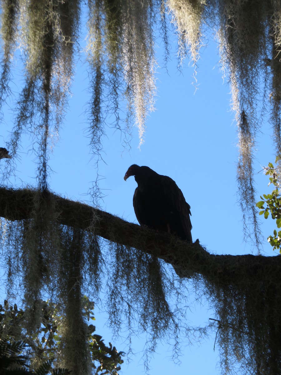 Turkey Vulture - ML539565041