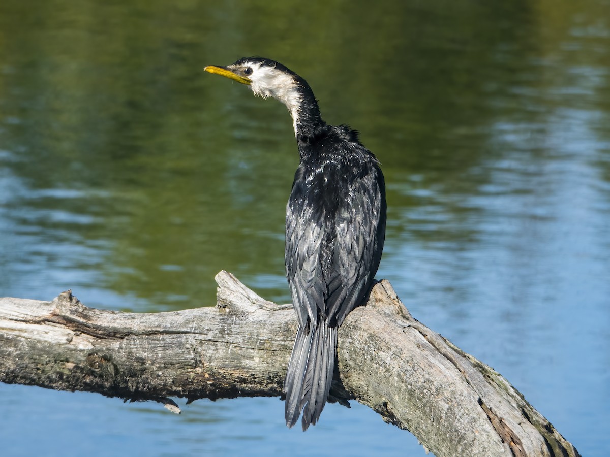 Little Pied Cormorant - ML539566801