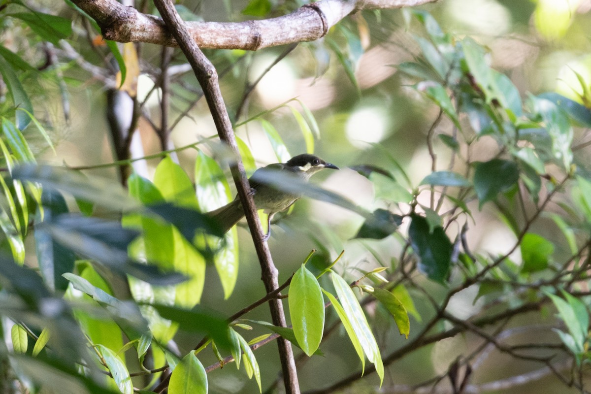 Puff-backed Honeyeater - ML539567321