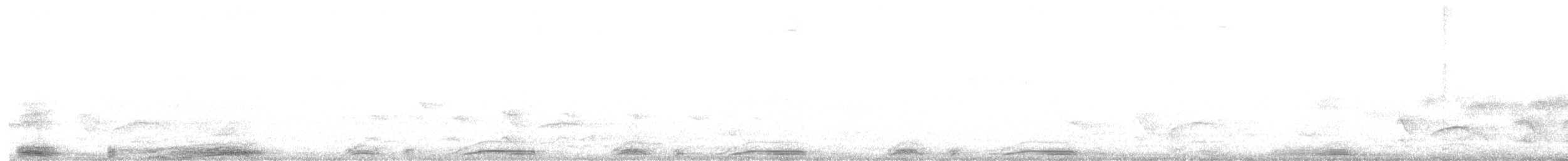 holub skvrnokřídlý - ML539567451