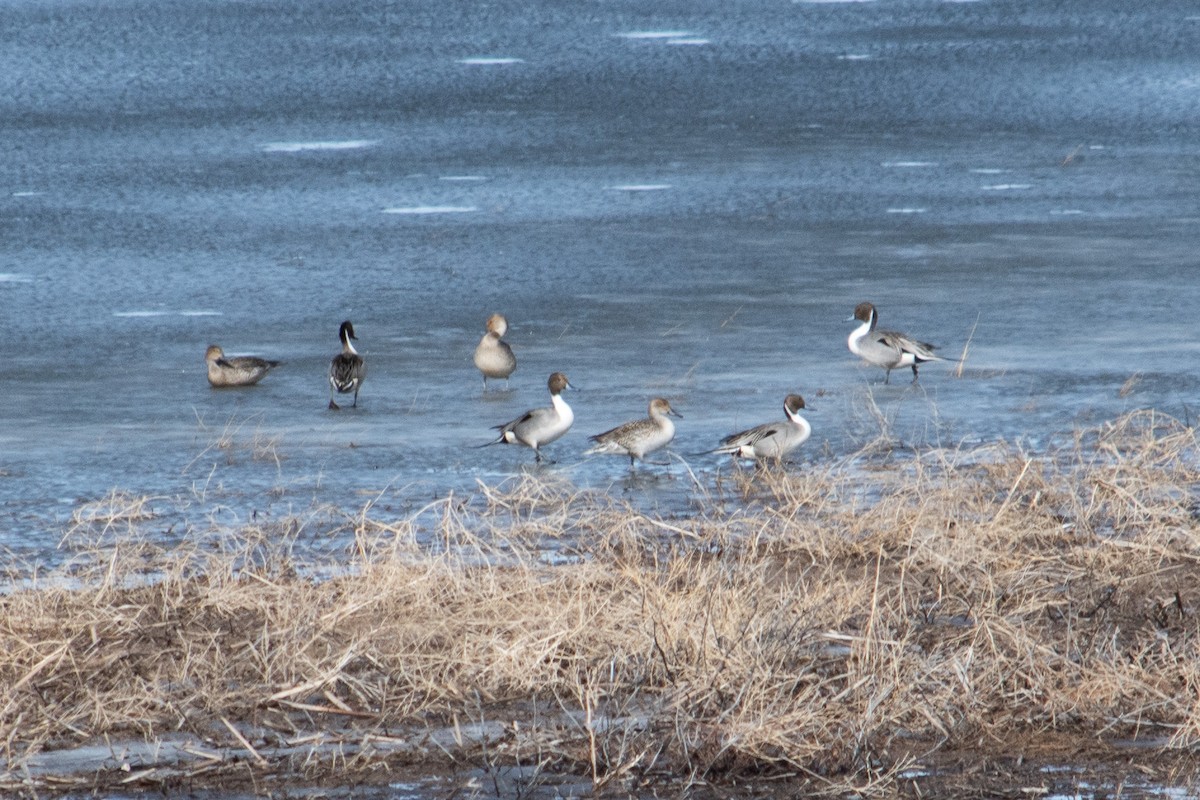Northern Pintail - ML539568061