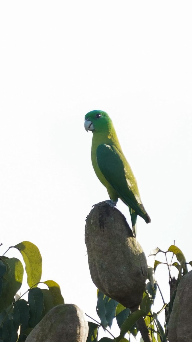 Blue-crowned Racquet-tail - helen ong