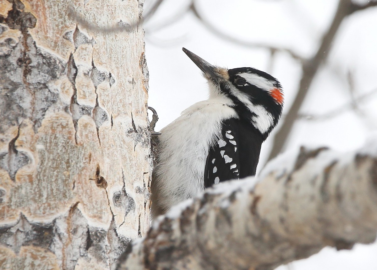 Hairy Woodpecker - ML539568751