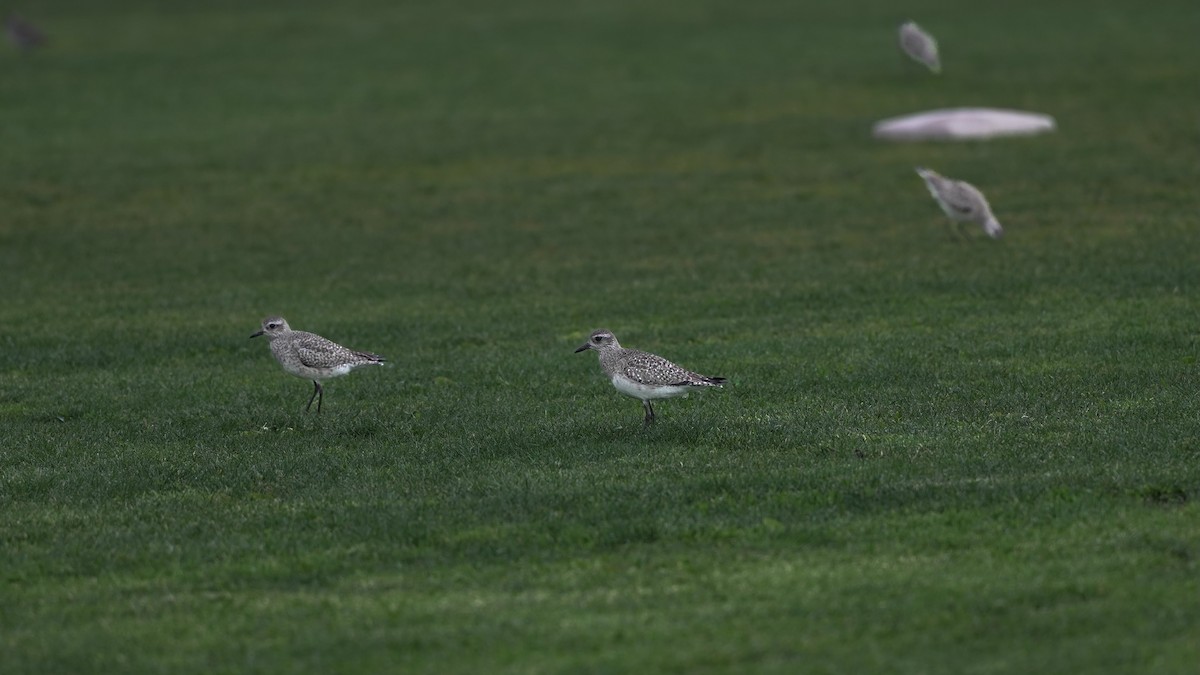 Black-bellied Plover - ML539568881