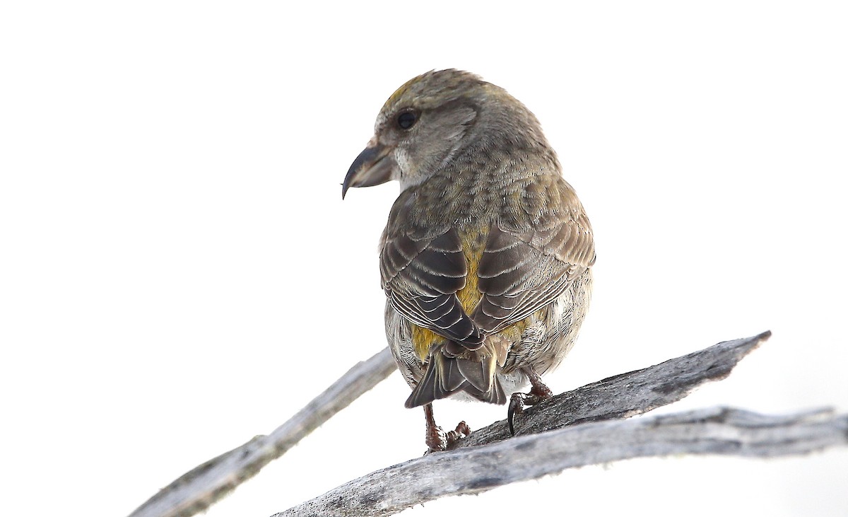 White-winged Crossbill - ML539569051