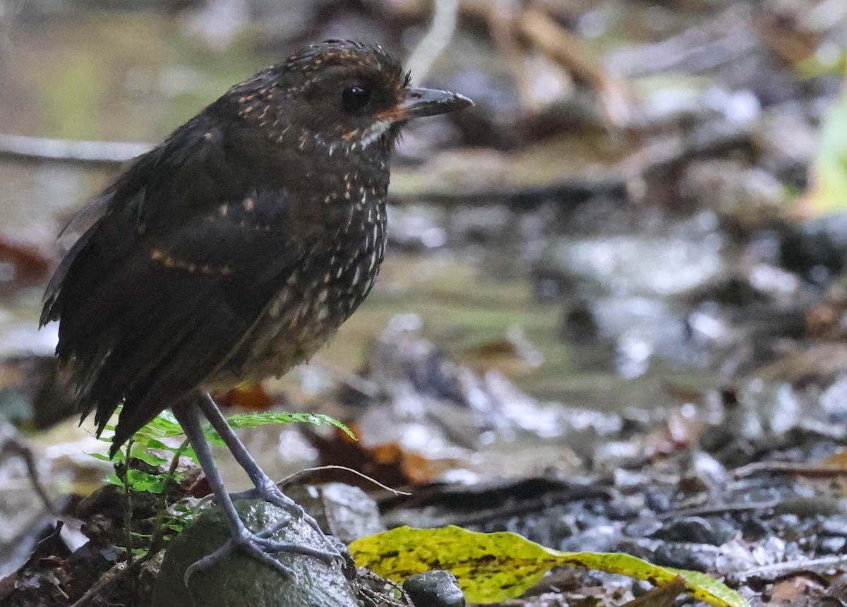 Moustached Antpitta - ML539570031