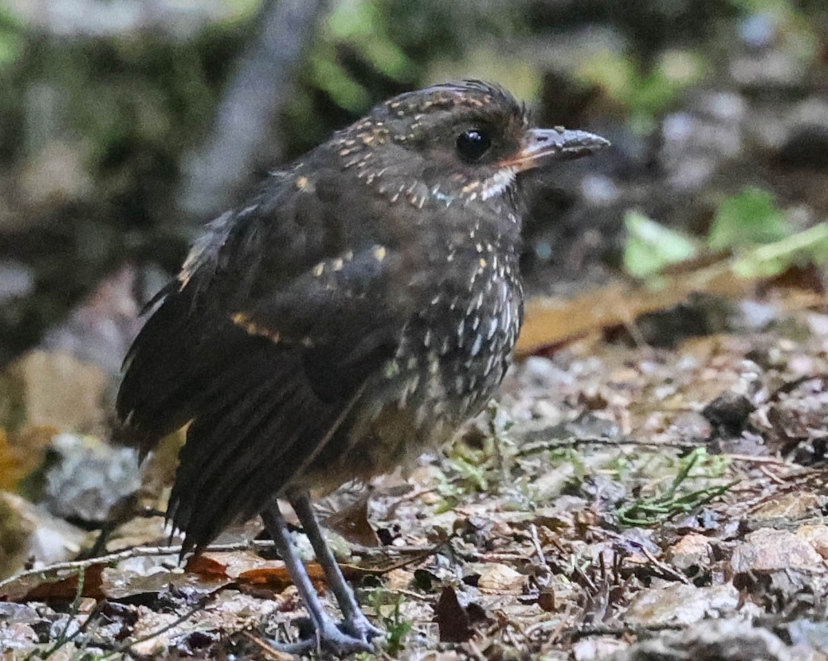 Moustached Antpitta - ML539570041