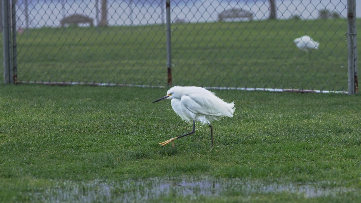 Snowy Egret - ML539570201