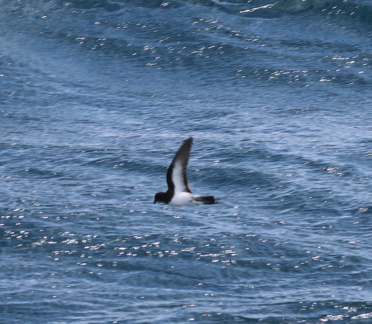 Gray-backed Storm-Petrel - ML539571481