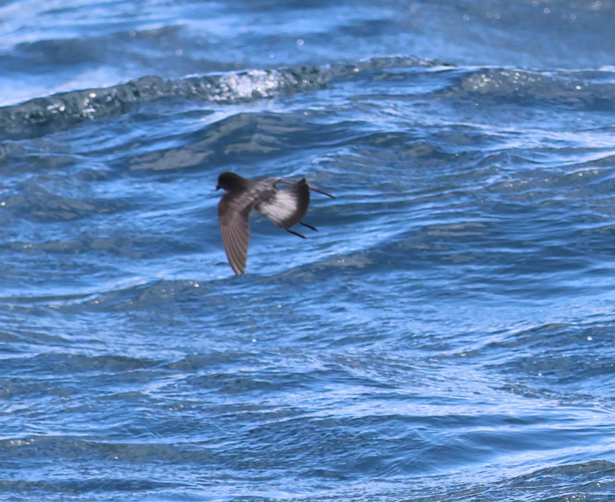 Gray-backed Storm-Petrel - ML539571491