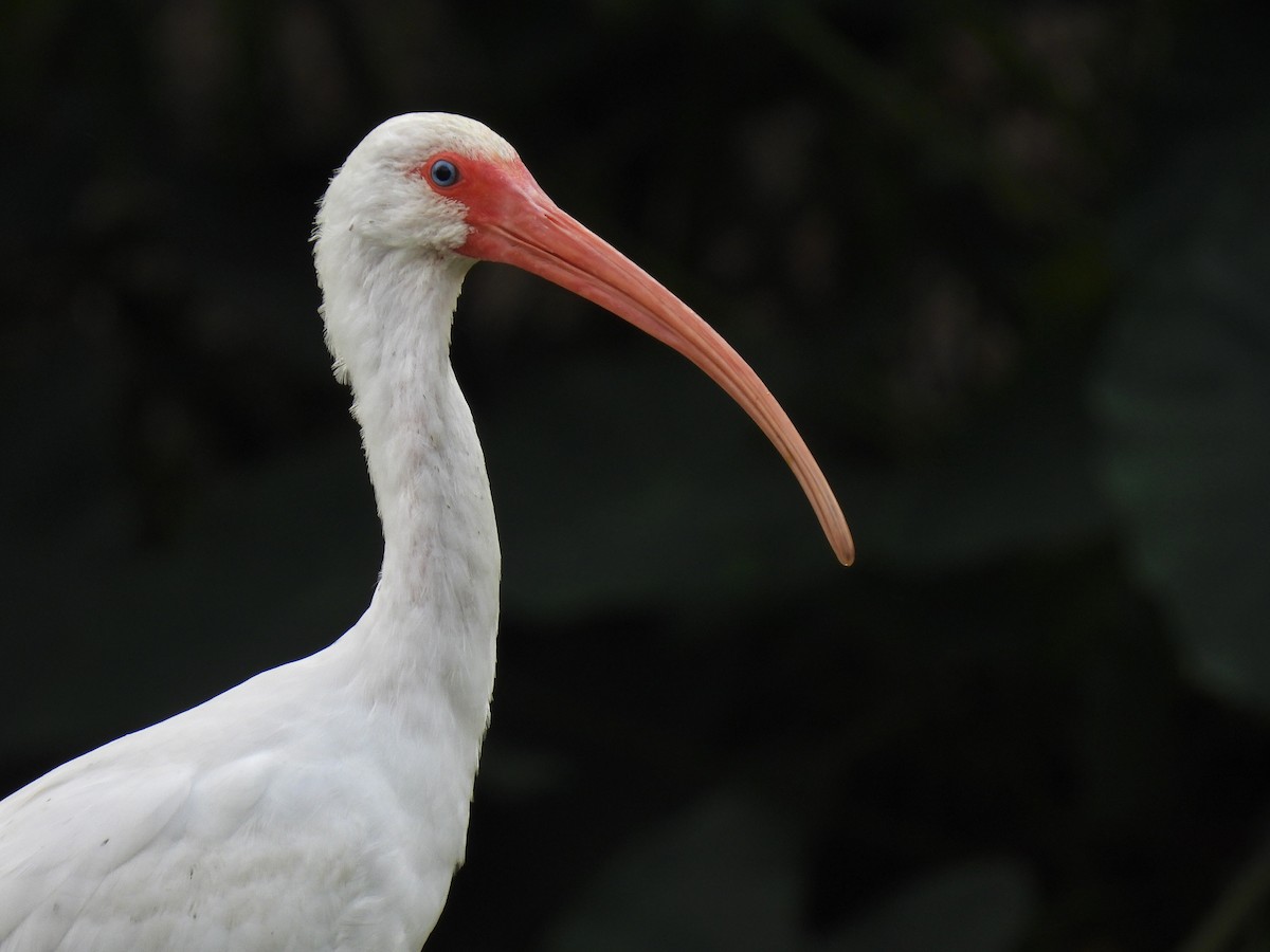 White Ibis - Carlos Barreda Cárdenas