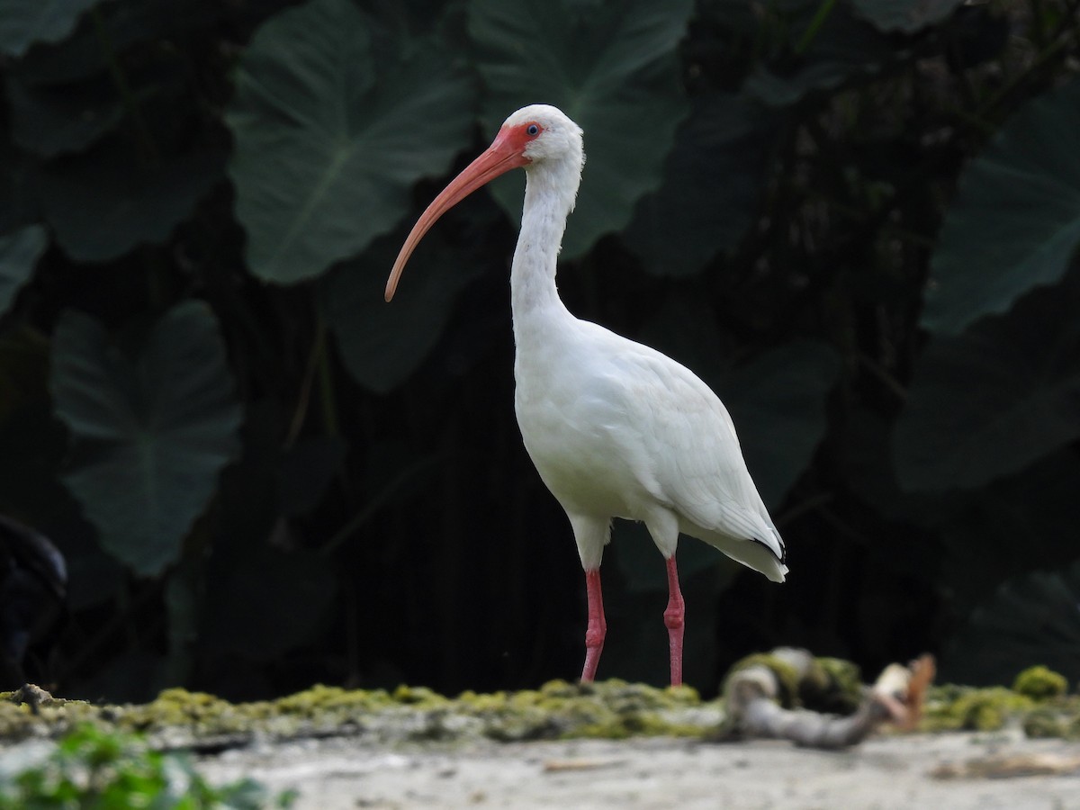 White Ibis - Carlos Barreda Cárdenas