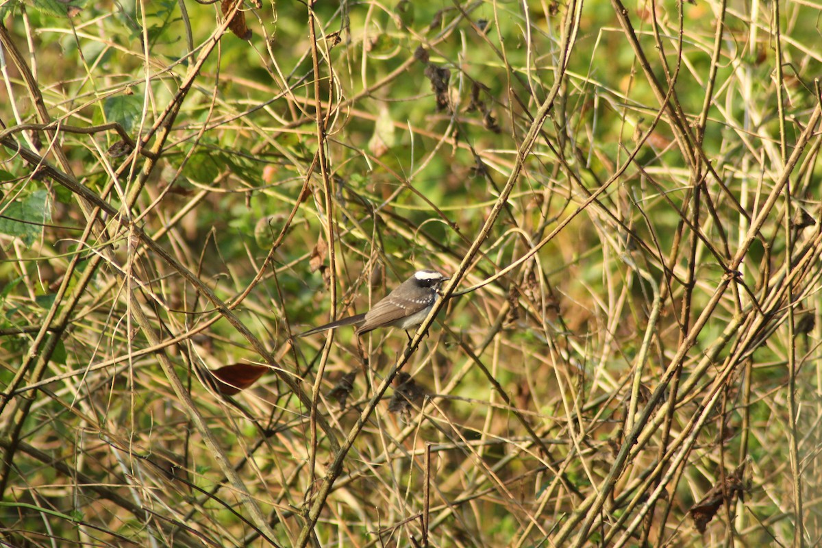 Weißstirn-Fächerschwanz - ML539574011