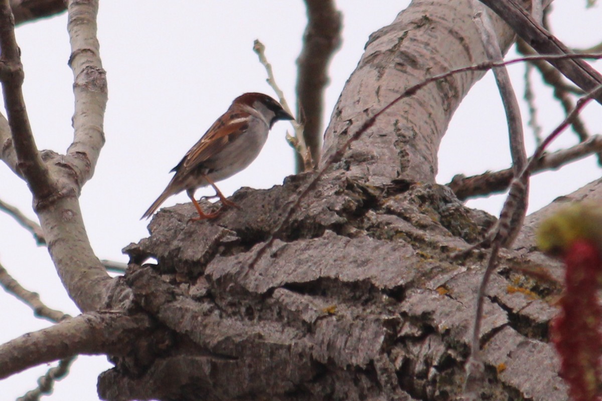 Moineau domestique - ML53957511