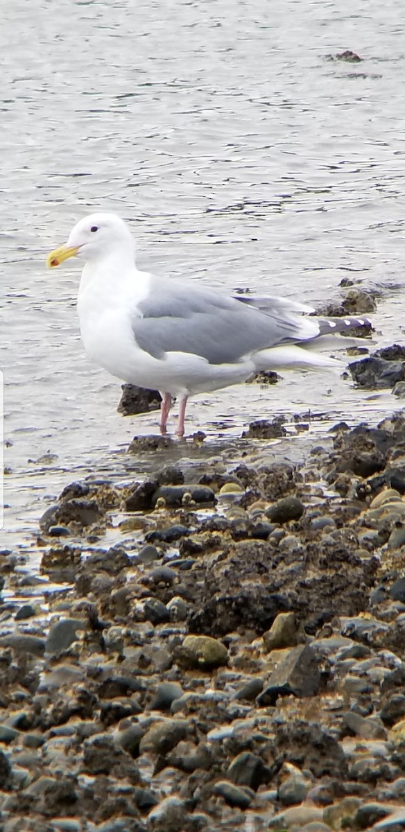 Gaviota de Bering - ML539575401