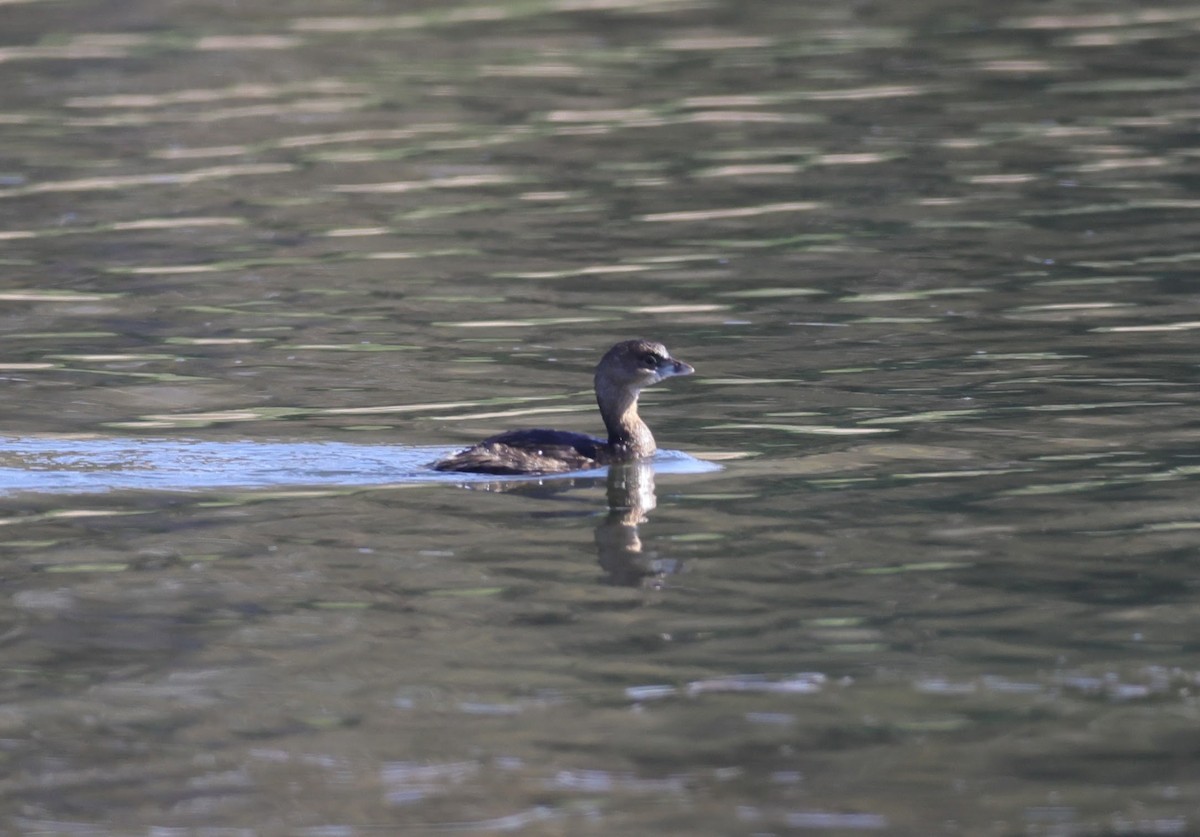 Pied-billed Grebe - Chris Kennelly