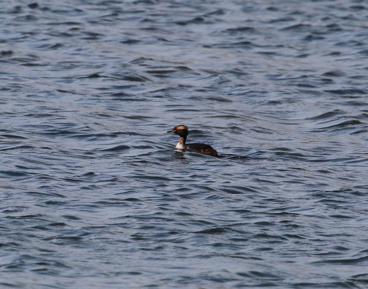 Horned Grebe - ML53957591