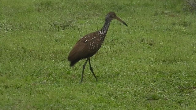 Limpkin - ML539576361