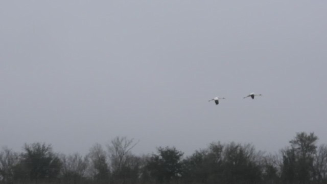 Whooping Crane - ML539576711