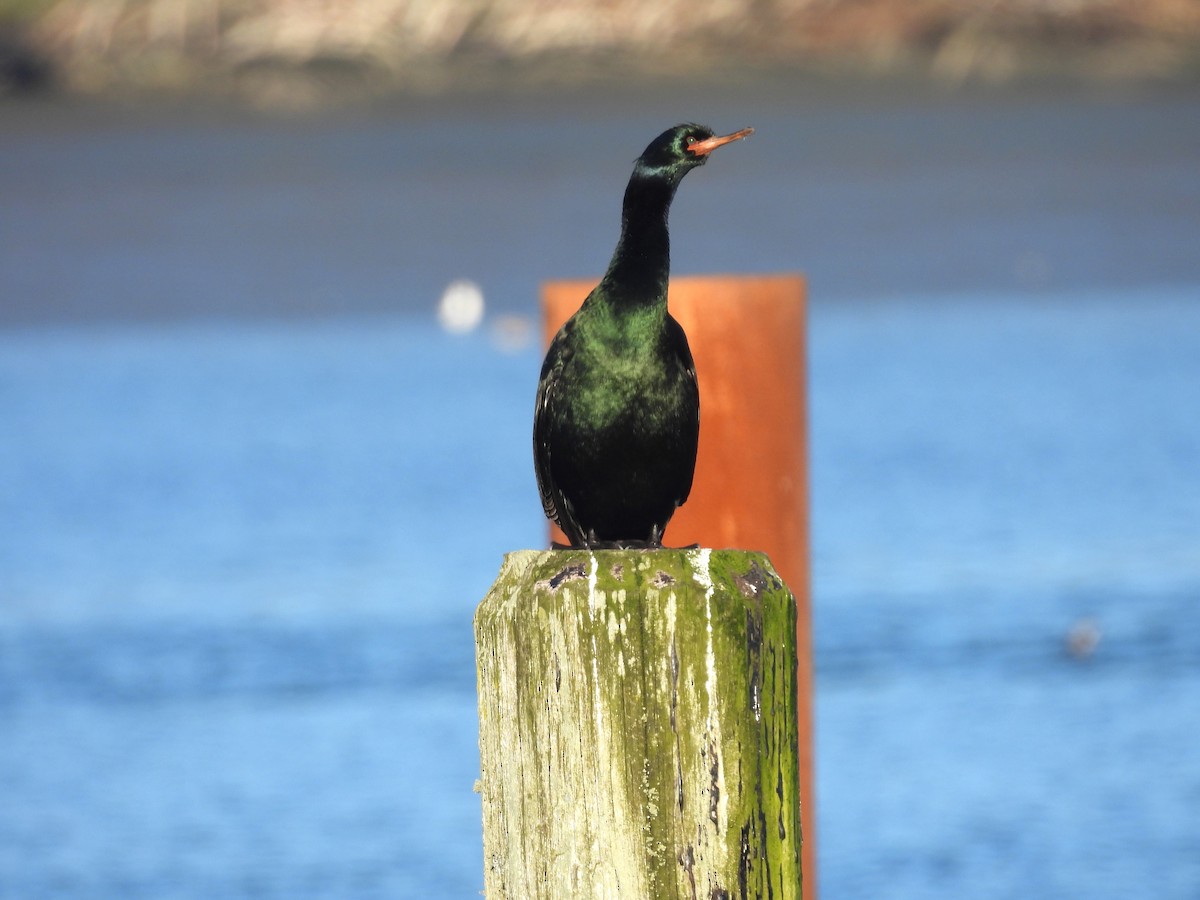 Pelagic Cormorant - ML539578221