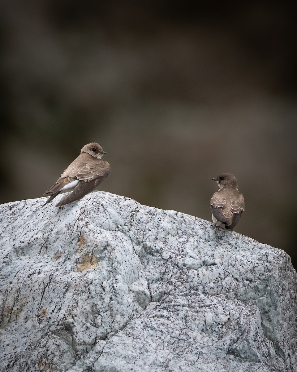 Northern Rough-winged Swallow - ML539578531